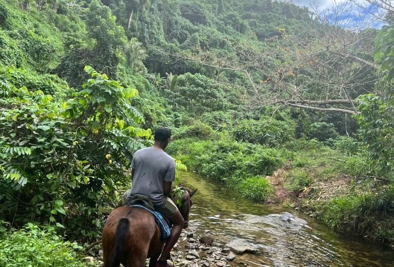 Coral Coast Fiji Waterfall and Rainforest Horse Riding 2025